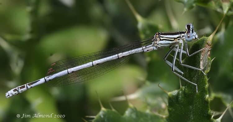 White-legged Damselfly